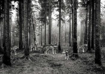 Pack of Wolves in the Woods (BW) | Obraz na stenu
