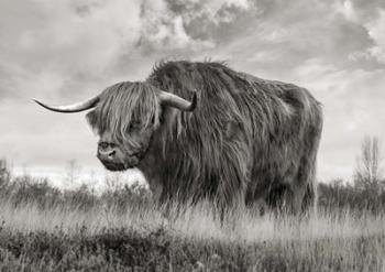 Scottish Highland Bull (BW) | Obraz na stenu