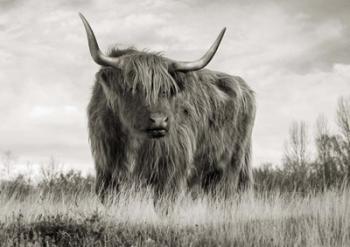 Scottish Highland Cattle (BW) | Obraz na stenu
