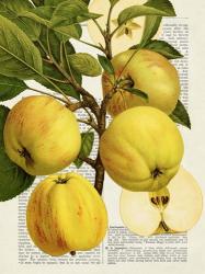 Fruits de Saison, Pommes | Obraz na stenu