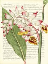 Vintage Botany II | Obraz na stenu