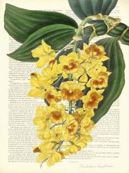 Vintage Botany III | Obraz na stenu