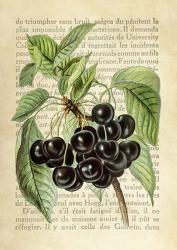 Cherries, After J. Wright | Obraz na stenu