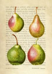 Pears, After Redoute | Obraz na stenu