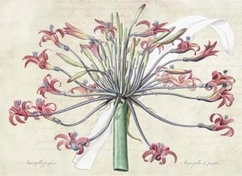 Josephine's Lily, After Redoute | Obraz na stenu