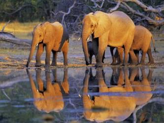 African Elephants, Okavango, Botswana | Obraz na stenu