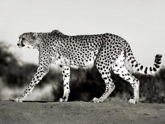 Cheetah, Namibia, Africa | Obraz na stenu