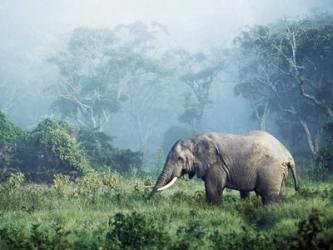 African Elephant, Ngorongoro Crater, Tanzania | Obraz na stenu