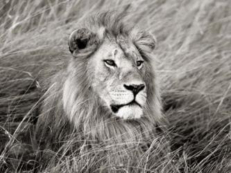 African Lion, Masai Mara, Kenya 2 | Obraz na stenu