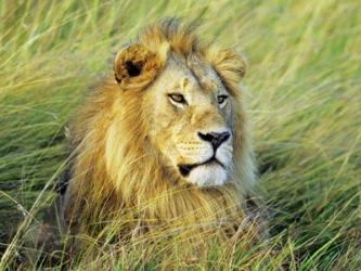 African Lion, Masai Mara, Kenya | Obraz na stenu