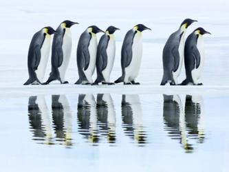 Emperor Penguin Group, Antarctica | Obraz na stenu