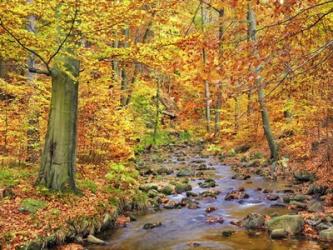 Beech Forest In Autumn, Ilse Valley, Germany | Obraz na stenu