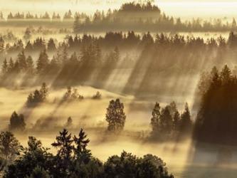 Fog Impression At Sindelbachfilz, Bavaria, Germany | Obraz na stenu