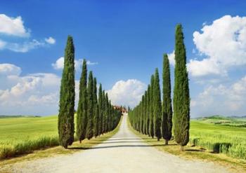 Cypress alley, San Quirico d'Orcia, Tuscany | Obraz na stenu