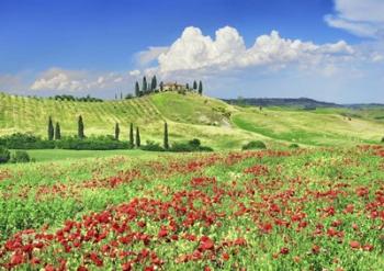 Farmhouse with Cypresses and Poppies, Val d'Orcia, Tuscany | Obraz na stenu