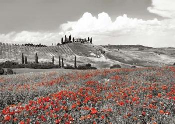 Farmhouse with Cypresses and Poppies, Val d'Orcia, Tuscany (BW) | Obraz na stenu