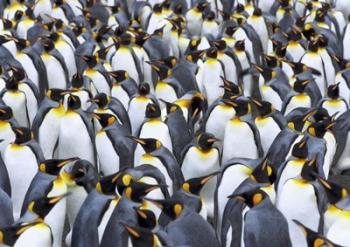 King penguin colony, Antarctica | Obraz na stenu