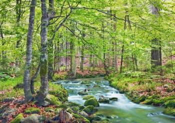 Forest brook through beech forest, Bavaria, Germany | Obraz na stenu