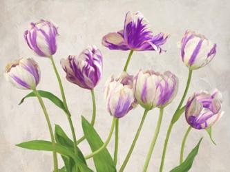 Tulipes | Obraz na stenu
