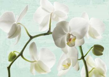 Celadon Orchids | Obraz na stenu