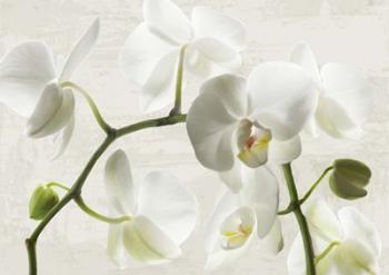 Ivory Orchids | Obraz na stenu