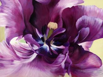 Purple Tulip Close-up | Obraz na stenu
