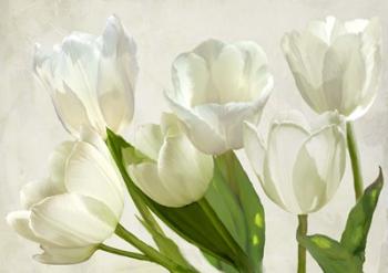 White Tulips | Obraz na stenu