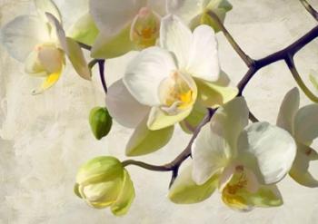 Orchid in the Sun | Obraz na stenu