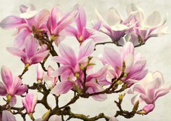 Magnolia Branch (neutral) | Obraz na stenu