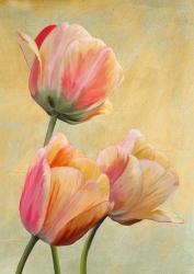 Golden Tulips I | Obraz na stenu
