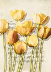 Tulipes et Histoires | Obraz na stenu