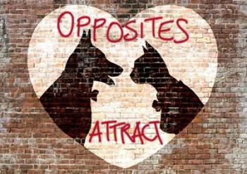 Opposites attract | Obraz na stenu