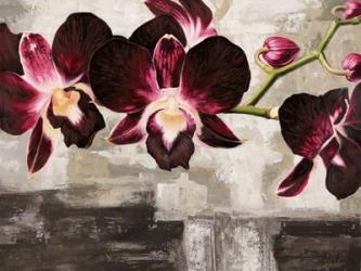 Velvet Orchids | Obraz na stenu