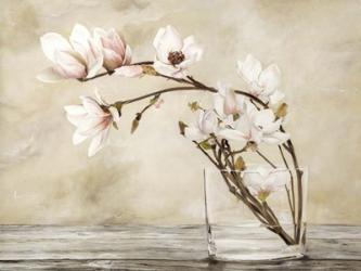 Fiori di Magnolia | Obraz na stenu