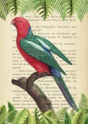 The Australian king parrot, After Levaillant | Obraz na stenu