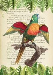The Blue-Headed Parrot, After Levaillant | Obraz na stenu