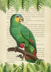 The Orange-Winged Amazon, After Levaillant | Obraz na stenu