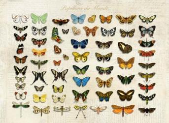 Papillons du Monde, After D'Orbigny | Obraz na stenu