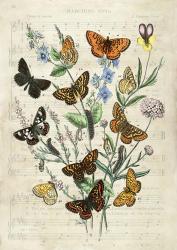 European Butterflies, After Kirby | Obraz na stenu
