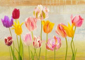 Tulipani d'estate | Obraz na stenu