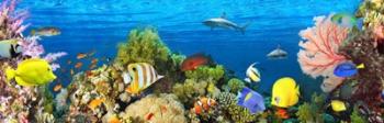 Life in the Coral Reef, Maldives | Obraz na stenu