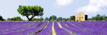 Lavender Fields, France | Obraz na stenu