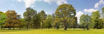 Trees in a Park | Obraz na stenu