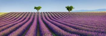 Lavender Field, Provence, France | Obraz na stenu