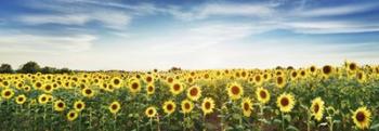 Sunflower Field, Plateau Valensole, Provence, France | Obraz na stenu