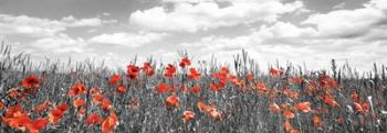 Poppies In Corn Field, Bavaria, Germany | Obraz na stenu