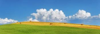 Corn Field Harvested, Tuscany, Italy | Obraz na stenu