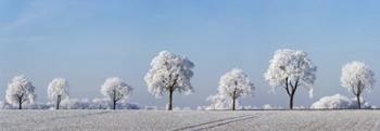Alley Tree With Frost, Bavaria, Germany | Obraz na stenu