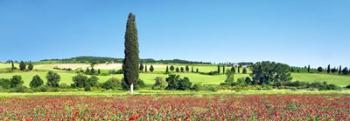 Cypress In Poppy Field, Tuscany, Italy | Obraz na stenu