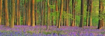 Beech Forest With Bluebells, Hampshire, England | Obraz na stenu